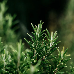 Bay & Rosemary Reed Diffuser Refill - St Eval