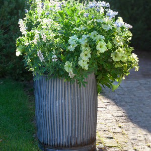 Zinc Ribbed Dolly Tub - Medium Planter