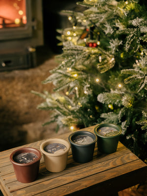 Winter Thyme, Christmas Stardust Pot