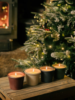 Winter Thyme, Christmas Stardust Pot