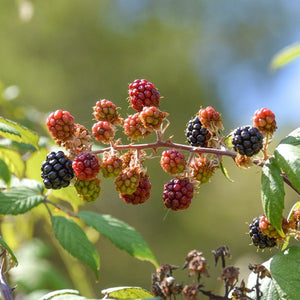 St Eval Hawthorn & Berries Diffuser refill