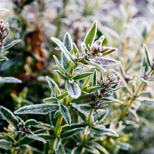 St Eval Winter Thyme  Pot - Large