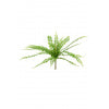 Boston Fern Stem