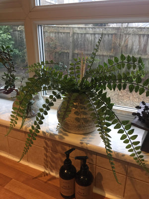 Boston Fern Stem