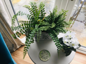 Boston Fern Stem