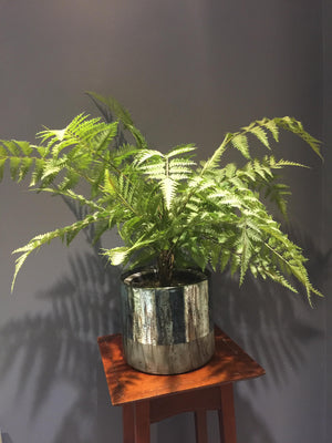 Large Faux Forest Fern