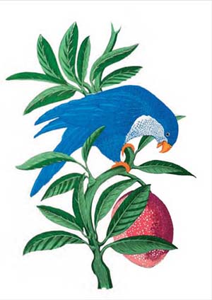 Blue Lorikeet Greetings Card - Canns Down Press