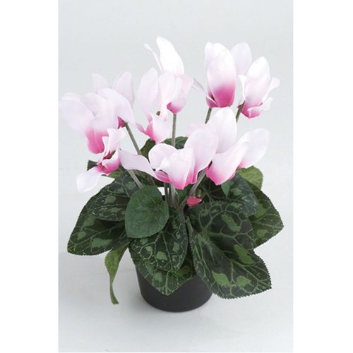 Cyclamen in a Pot - Pink