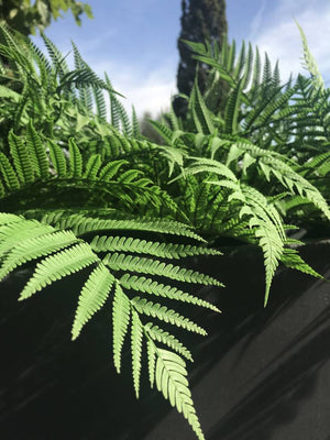 Large Faux Forest Fern