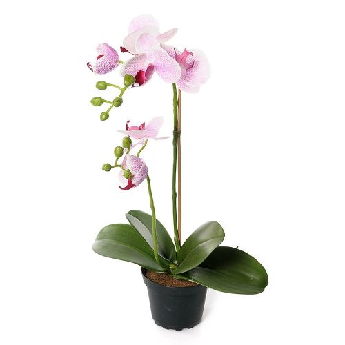 Orchid in Pot - Pink