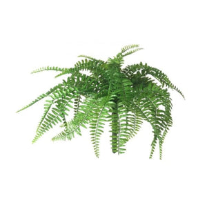 Boston Fern Stem